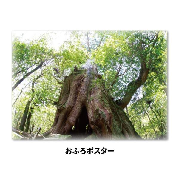 お風呂ポスター 屋久杉 マグネットシート製 宅配便限定