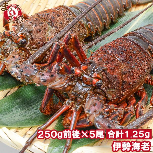 伊勢海老 伊勢エビ 伊勢えび イセエビ いせえび 国産 250g前後 5尾 q バーベキュー えび 海老 エビ おせち Ise Ebi 5p マグロ問屋 まぐろの王様 Yahoo 店 通販 Yahoo ショッピング