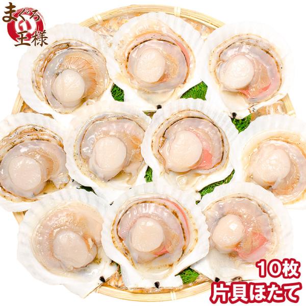 お中元 ホタテ ほたて 特大 片貝ほたて 10枚入り 殻付きほたて 帆立 貝 バター焼き 浜焼き バーベキュー BBQ 業務用 築地市場