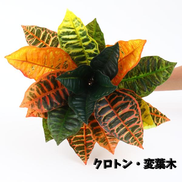 クロトン ヘンヨウボク(変葉木)  MIXカラー　L 観葉植物 タヒチアン ダンス フラ オリタヒチ 葉材 ハク ヘイ トップス ヘッドドレス リーフ