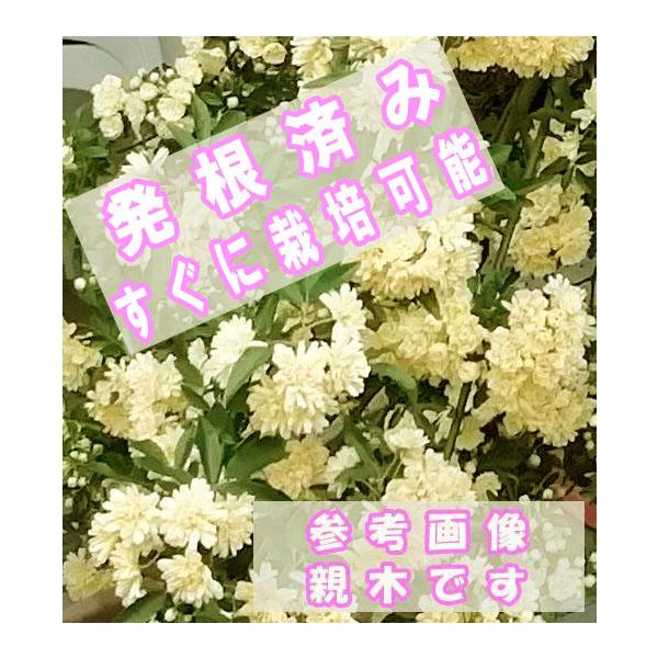 中国南部原産】モッコウバラ 抜き苗 クリックポスト発送版 黄色