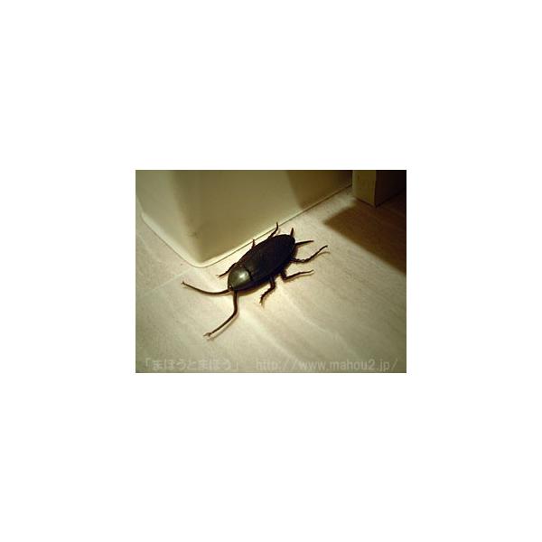 ・・・ヤツです。ゴム製のリアルなゴキブリです。マジック以上のインパクトを与えます・・・。残念ながら、どんなマジックもコイツには敵いません。圧倒的なインパクトで観客を魅了（？）する最強のアイテムです。テーブルマジックではもちろん、ステージでも...