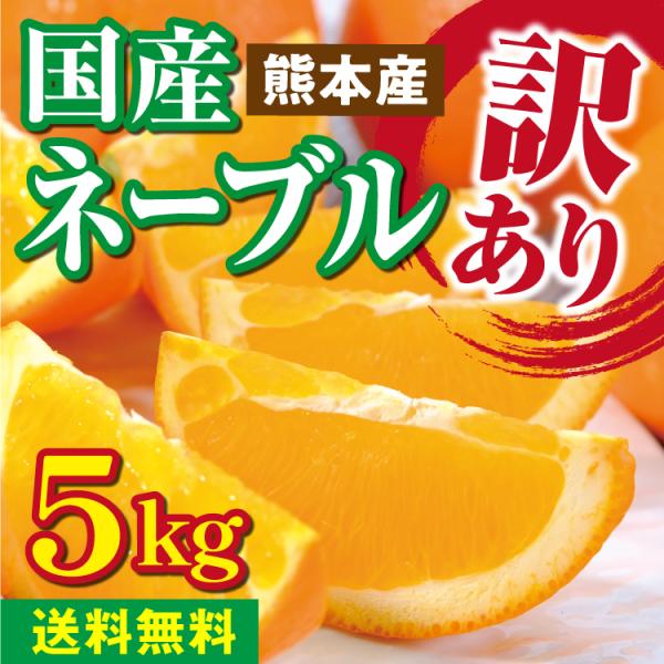 みかん　ネーブル　5kg　 訳あり　家庭用 　送料無料  熊本産　サイズS M L　混合 小傷あり黒ずみあり　お買得品 完熟 フルーツ 果物 蜜柑