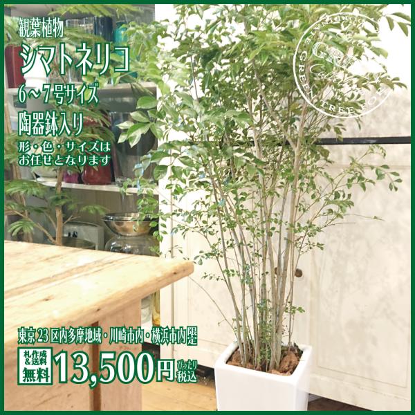 観葉植物 トネリコ 株立 指定 都内 川崎市 横浜市内 自社便 地方発送可能 開店 開業 新築祝 陶器鉢ホワイト Gr 00010tnr メゾンフルーリーyahoo 店 通販 Yahoo ショッピング
