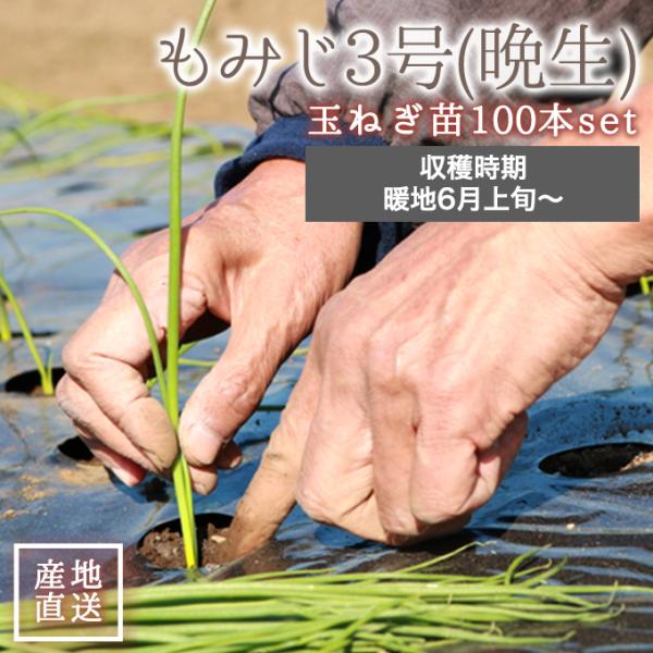 静岡県産 もみじ3号 晩生 玉ねぎ 苗 100本 入り 黄玉ねぎ 6月 上旬