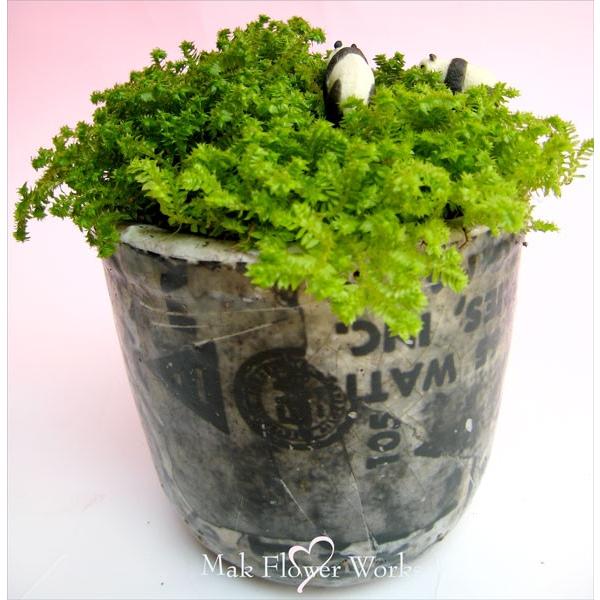 誕生日 フラワーギフト グリーン 観葉植物 鉢植え お中元 クッションモス Buyee Buyee 日本の通販商品 オークションの代理入札 代理購入