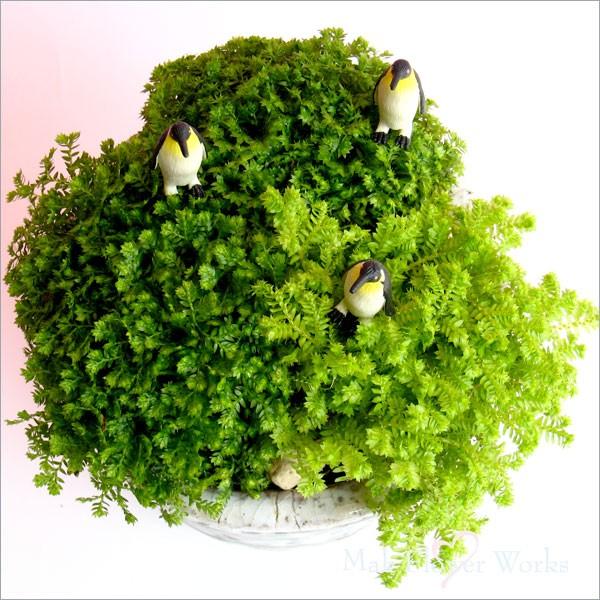 誕生日 フラワーギフト グリーン 観葉植物 鉢植え お中元 クッションモス Buyee Buyee 日本の通販商品 オークションの代理入札 代理購入