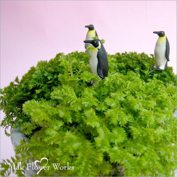 誕生日 フラワーギフト グリーン 観葉植物 鉢植え お中元 クッションモス Buyee Buyee 日本の通販商品 オークションの代理入札 代理購入