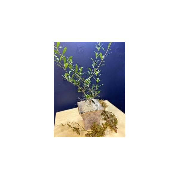 olive I[u I[uA@K[fjO@K[[nJ`@Sz@