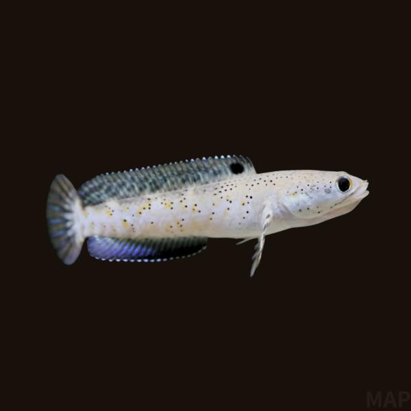 熱帯魚 スネークヘッド ブルームーンレインボースネークヘッド 約5cm 1 