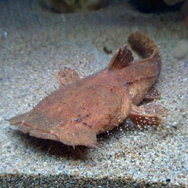 販売名： チャカチャカ別名（略称）： ―学名： Chaca chaca分布： インド、バングラデシュ最大体長： 20cm落ち葉や泥に擬態する、非常にユニークな姿をしたナマズです。平べったい頭部と巨大な口を持ち、普段は底でじっとして動きません...