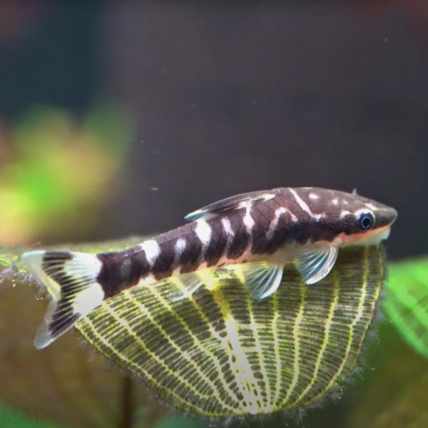 淡水魚 オトシンクルス ニューゼブラオトシン 3cm± 2匹 【美しいシマ