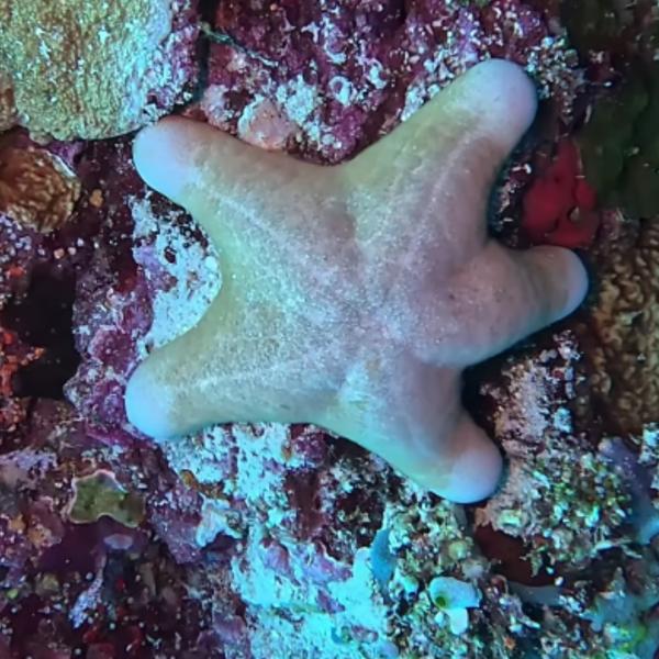 海水魚　カワテブクロ　ヒトデ アイドル | 鳥羽水族館 飼育日記