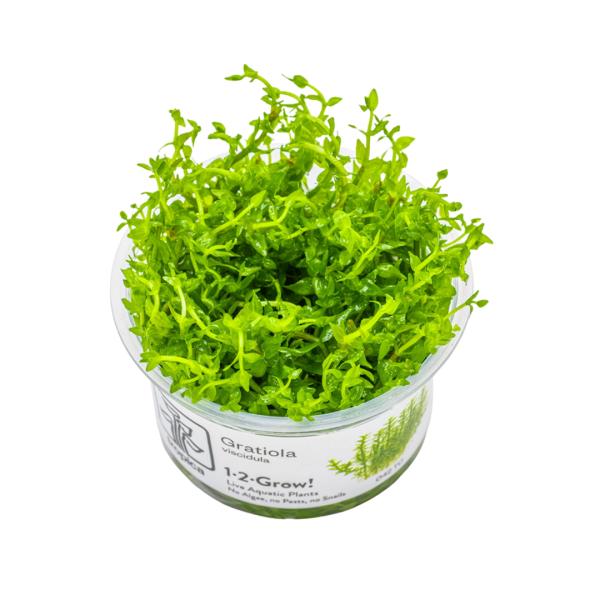 水草 トロピカ社 1-2-Grow! グラティオラ・ヴィスキデューラ 3カップ（組織培養カップ） 【無農薬】【独特の葉姿】