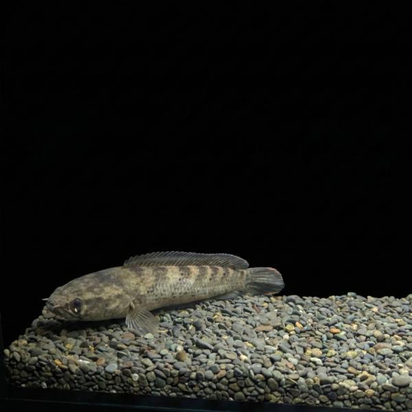 熱帯魚 スネークヘッド チャンナ メラノスティグマ 12cm± 1匹 【美種 