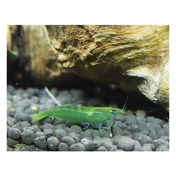 エビ インドグリーンシュリンプ 1 5cm 5匹 Buyee Buyee Japanese Proxy Service Buy From Japan Bot Online