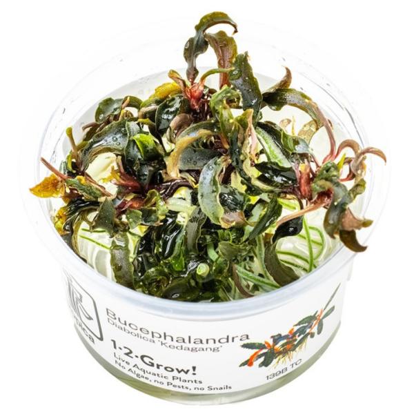 水草 トロピカ社 1-2-Grow! ブセファランドラ・クダガン 2カップ（組織