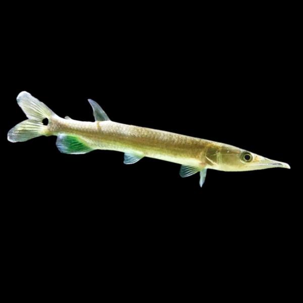 熱帯魚 古代魚 珍魚 ブラントノーズガー 4cm± 1匹 【ガーに似た