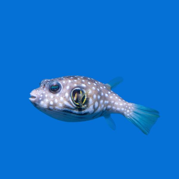 海水魚 フグ サザナミフグ 10cm± 2匹 【大型種・単独飼育推奨】