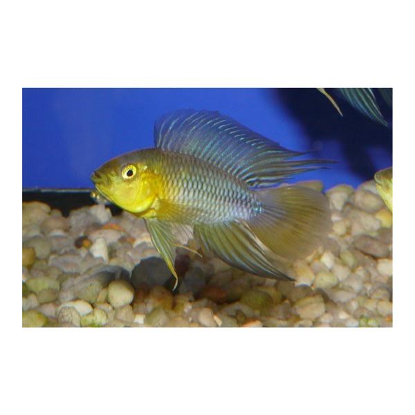 激安正規 熱帯魚 シクリッド ２ペア Msサイズ Ap ボレリーイエロー 観賞魚生体 Muscattamilsangam Org