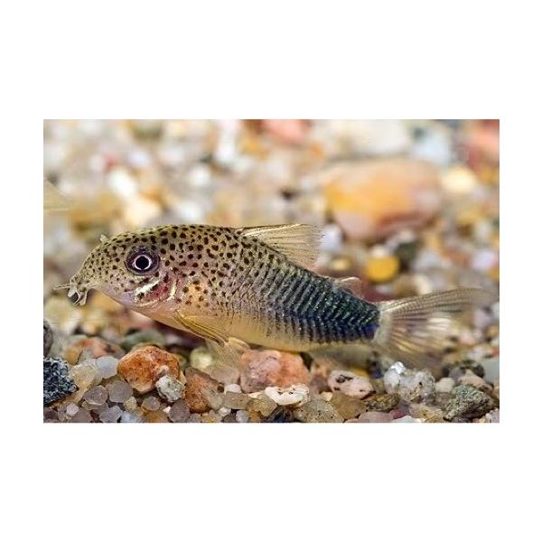 熱帯魚 コリドラス コリドラス シミリス 3cm 5匹 増子水景 通販 Yahoo ショッピング