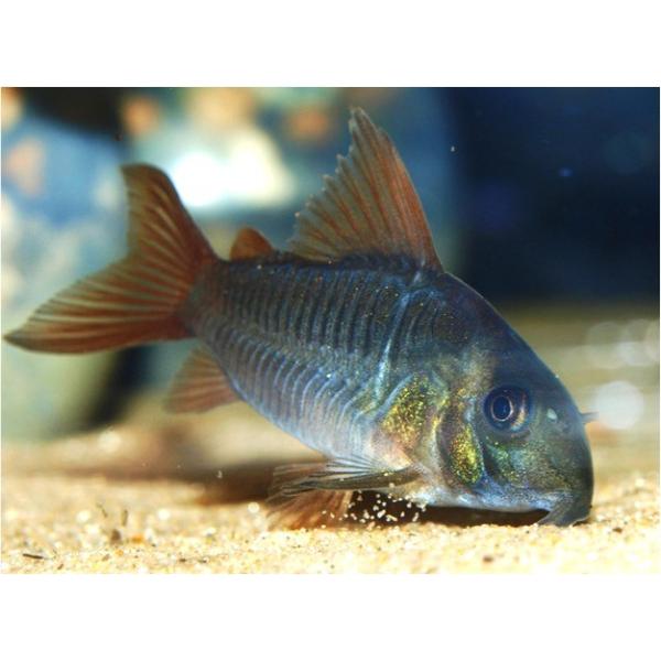 熱帯魚 コリドラス コリドラス コンコロール 3cm 5匹 Buyee Buyee 日本の通販商品 オークションの代理入札 代理購入