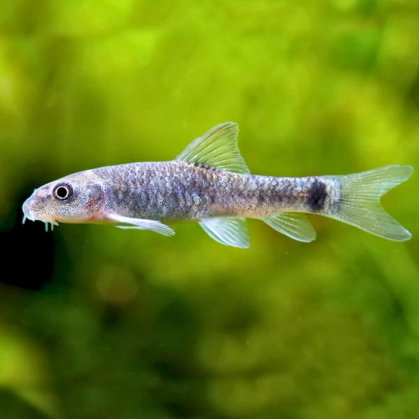 熱帯魚 コイ科 ガラルーファ 約2.5cm 12匹 【人の角質を食べる魚】