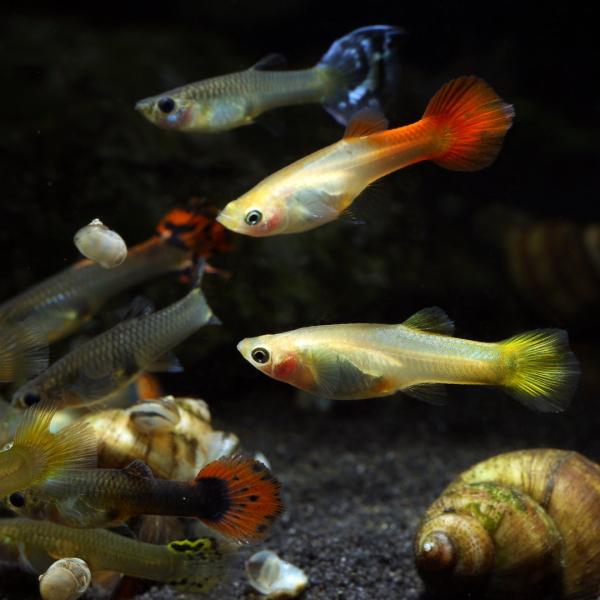 熱帯魚 卵胎生メダカ ミックスグッピー（メス） 約3cm 5匹 【ブリーディングに最適】