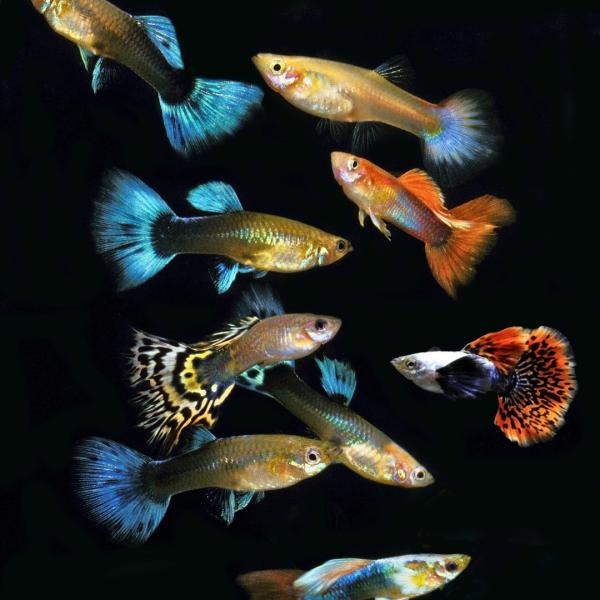 熱帯魚 ミックスグッピー 6ペア （オス約3.5cm、メス約3cm）【すぐに