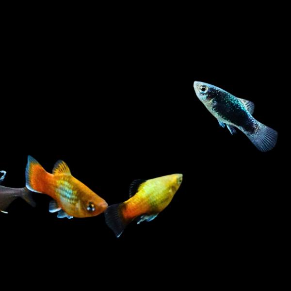 熱帯魚 卵胎生メダカ ミックスプラティ 約2cm 50匹 【初心者におすすめ