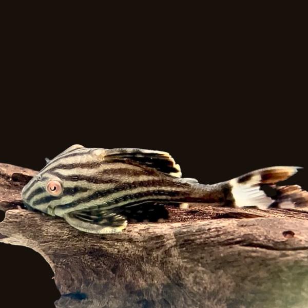 熱帯魚 プレコ グリーンロイヤルプレコ L-191 4cm 1匹 【流木大好き