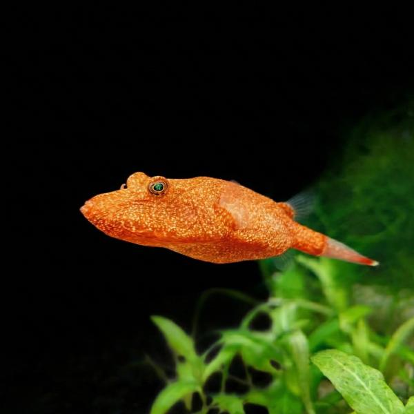 熱帯魚 淡水フグ テトラオドン・ミウルス 4cm± 1匹 【砂に潜る】【単独飼育が必須】