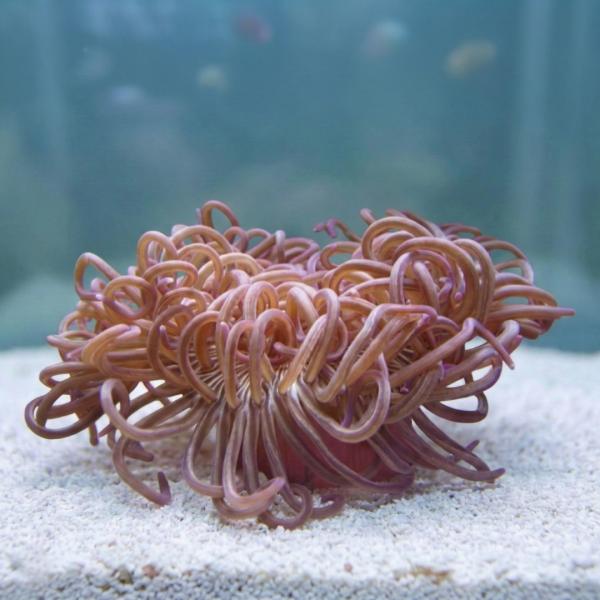 イソギンチャク。 海水生物 イソギンチャク ロングテンタクルアネモネ 8-15cm± 1個