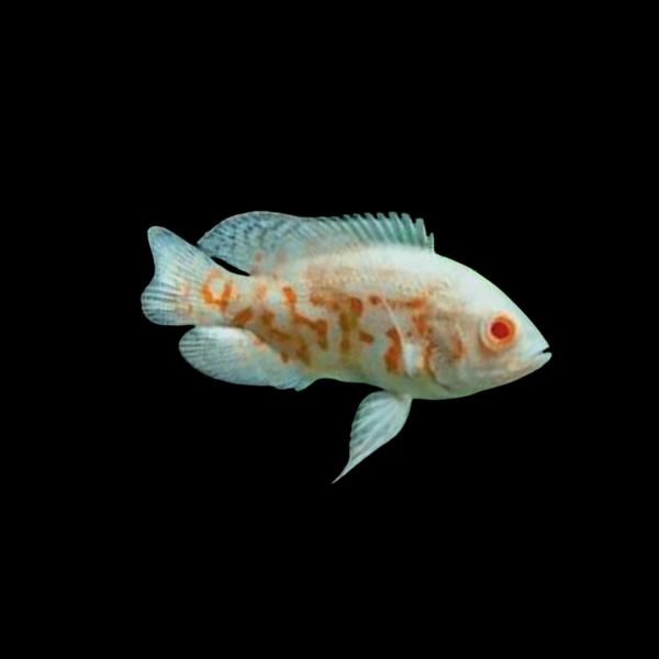 淡水魚 アメリカンシクリッド アルビノタイガーオスカー 4cm± 5匹 【人 