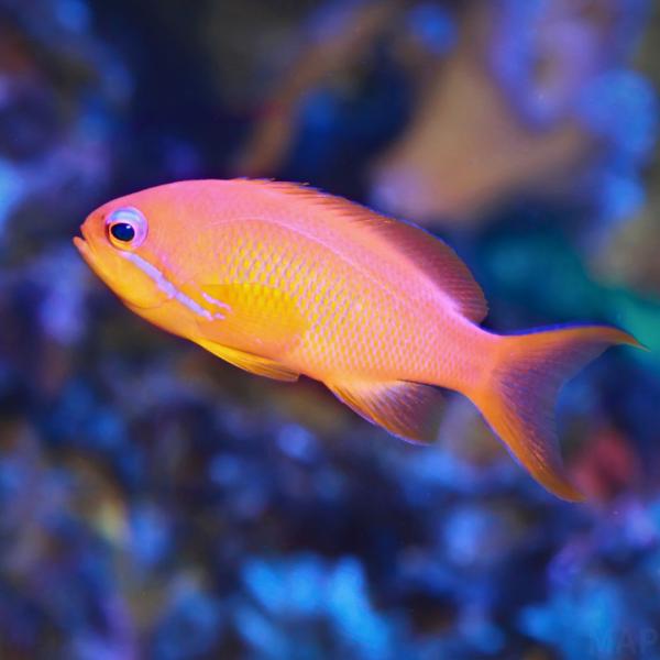 海水魚 ハナゴイ アカネハナゴイ 5cm± 2匹 【飼いやすいハナゴイ】【群泳させたい】