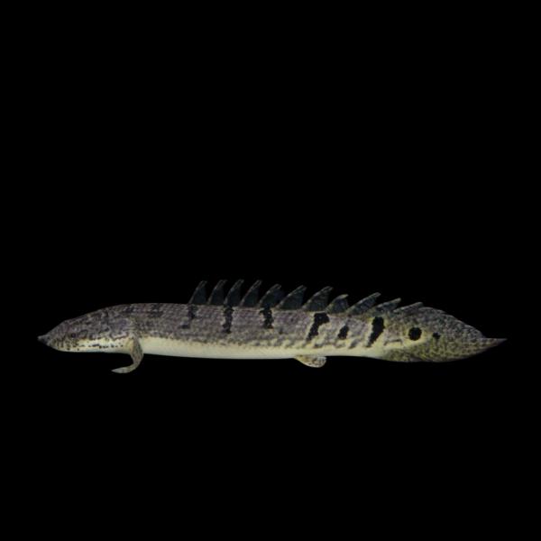 熱帯魚 古代魚 大型魚 ポリプテルス・デルヘッジ 6cm± 2匹 【バンド