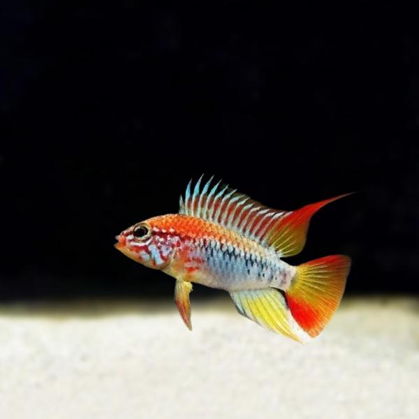 販売名： アピストグラマ・ヴィエジタ ‘スーパーレッド’別名（略称）： ―学名： Apistogramma viejita var.分布： 改良品種（原種：南米）最大体長： 雄：約8cm、雌：約5cm商品説明ヨーロッパでブリードされた、非常...