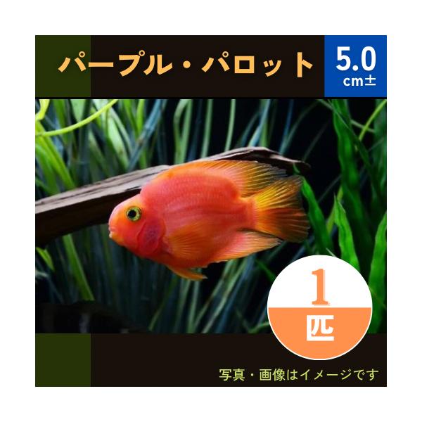 熱帯魚 シクリッド パープルパロット Smサイズ １匹 増子水景 通販 Yahoo ショッピング