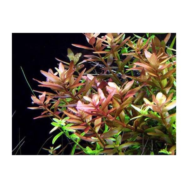 有茎草 水草 ロタラ インディカ 水中葉 ３束分 Buyee Buyee Japanese Proxy Service Buy From Japan Bot Online