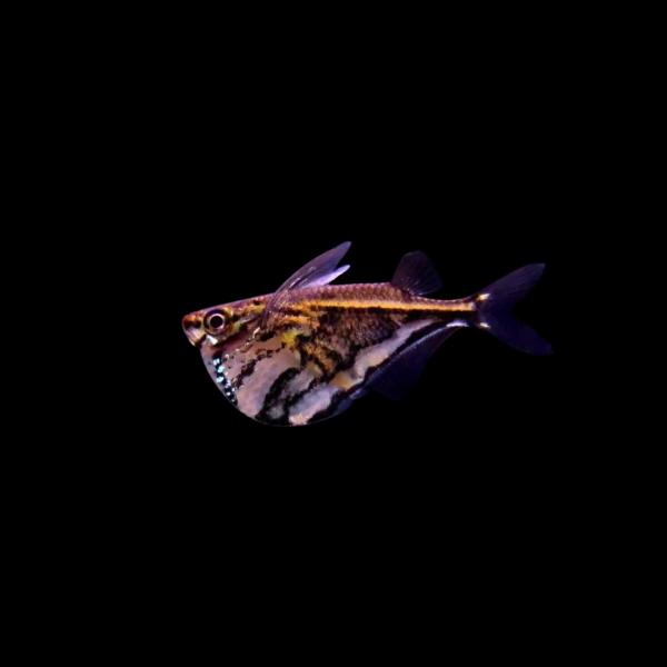 熱帯魚 カラシン マーブルハチェット 2 5cm 1匹 増子水景 通販 Yahoo ショッピング