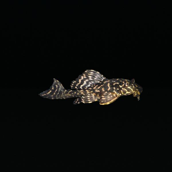 セルフィンプレコ熱帯魚　大型魚 淡水熱帯魚図鑑