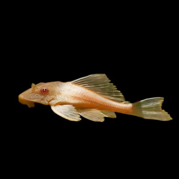 熱帯魚 アルビノセルフィンプレコ 約4cm 2匹 【大型水槽のコケ取りに 