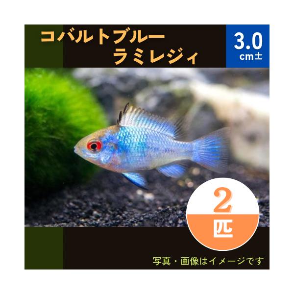 熱帯魚 シクリッド コバルトブルーラミレジィ Msサイズ ５匹 Buyee 日本代购平台 产品购物网站大全 Buyee一站式代购 Bot Online