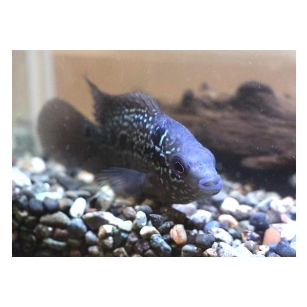 熱帯魚 シクリッド フラワーホーン フライングドラゴン 紅面飛龍 ４cm １匹 Buyee Buyee 日本の通販 商品 オークションの代理入札 代理購入