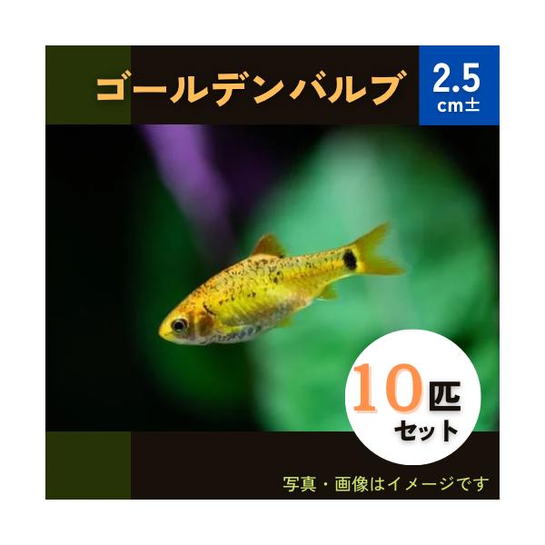 熱帯魚 コイ ゴールデンバルブ 2 5cm 10匹 増子水景 通販 Yahoo ショッピング
