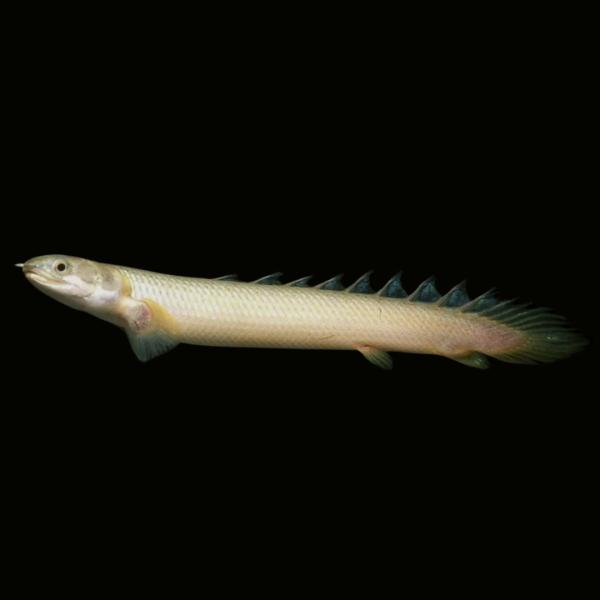 熱帯魚 ポリプテルス等古代魚 神秘の古代魚！ポリプテルスの種類と特徴、飼育方法や最大の魅力とは