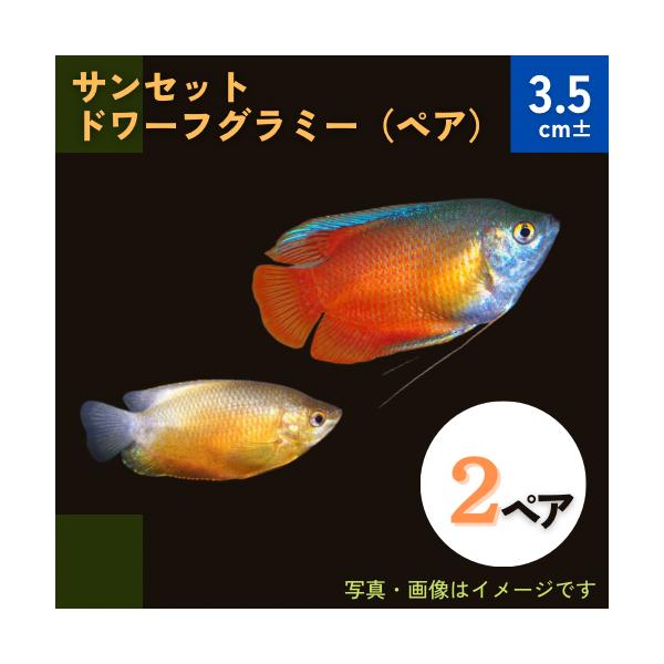 熱帯魚 グラミー サンセットドワーフグラミー 4cm 2ペア 増子水景 通販 Yahoo ショッピング