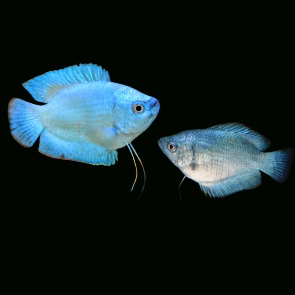 熱帯魚 アナバス コバルト ドワーフグラミー アダルトサイズ １ペア 増子水景 通販 Yahoo ショッピング