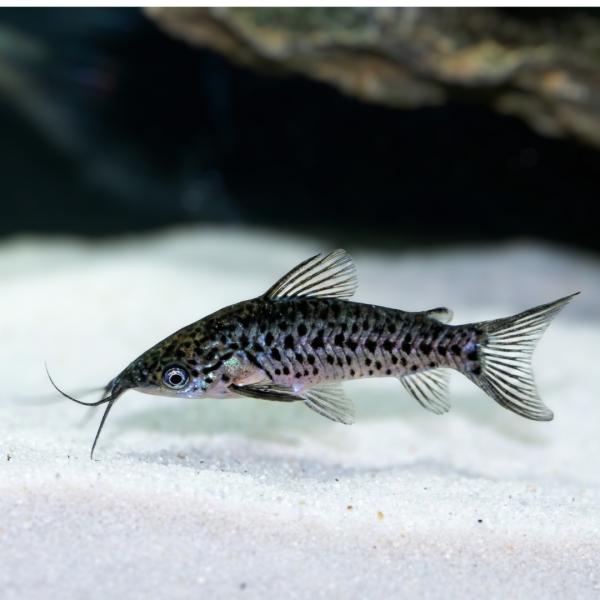 熱帯魚 ナマズ ポートホールキャット 4cm± 1匹 【温和で混泳向き