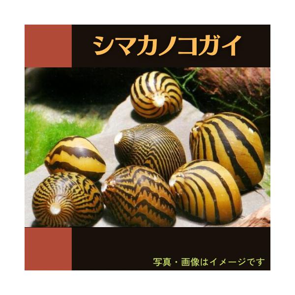 茶ゴケ対策に シマカノコガイ 10個 Buyee Buyee Japanese Proxy Service Buy From Japan Bot Online